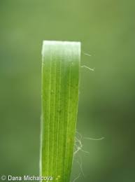 Attēlu rezultāti vaicājumam “Luzula pilosa bud”