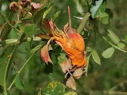 Attēlu rezultāti vaicājumam “Phragmidium sp.”