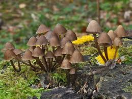 Attēlu rezultāti vaicājumam “Mycena stipata”