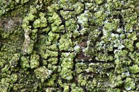 Attēlu rezultāti vaicājumam “Pertusaria flavida”