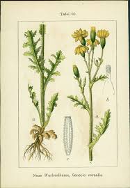 Attēlu rezultāti vaicājumam “Senecio vernalis flower”