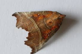 Attēlu rezultāti vaicājumam “Scoliopteryx libatrix”