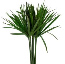 Image result for papirum