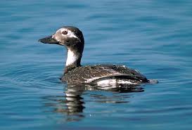 Attēlu rezultāti vaicājumam “Clangula hyemalis”