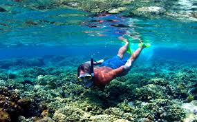 Image result for East Snorkellers