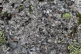 Attēlu rezultāti vaicājumam “Physconia distorta”