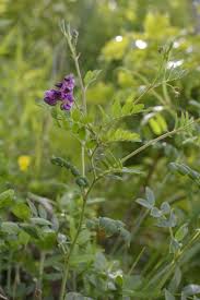 Attēlu rezultāti vaicājumam “Lathyrus niger”