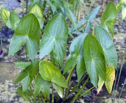 Attēlu rezultāti vaicājumam “Sagittaria sagittifolia leaf”