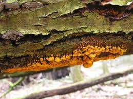 Attēlu rezultāti vaicājumam “Badhamiopsis scripta sessile”