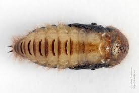 Attēlu rezultāti vaicājumam “Dermestes murinus”