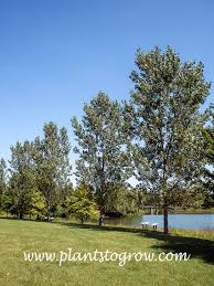 Attēlu rezultāti vaicājumam “Populus x lettland”