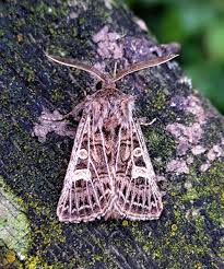 Attēlu rezultāti vaicājumam “Tholera decimalis male”