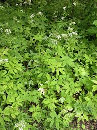 Attēlu rezultāti vaicājumam “Aegopodium podagraria”