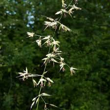 Attēlu rezultāti vaicājumam “Arrhenatherum elatius”