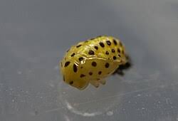 Attēlu rezultāti vaicājumam “Psyllobora vigintiduopunctata”