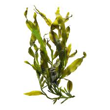 Attēlu rezultāti vaicājumam “Potamogeton lucens leaf”