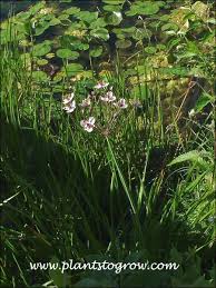 Attēlu rezultāti vaicājumam “Butomus umbellatus”