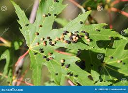 Attēlu rezultāti vaicājumam “Vasates quadripedes”