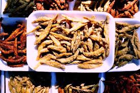 Attēlu rezultāti vaicājumam “Charales”