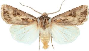 Attēlu rezultāti vaicājumam “Agrotis vestigialis”