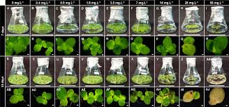 Attēlu rezultāti vaicājumam “Spirodela polyrhiza”