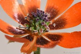 Image result for Adonis aestivalis