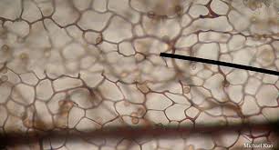 Attēlu rezultāti vaicājumam “Stemonitis marjana spores”