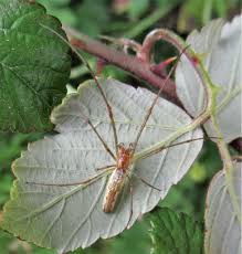 Attēlu rezultāti vaicājumam “Tetragnathidae”