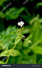 Attēlu rezultāti vaicājumam “Myosoton aquaticum”