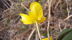 Attēlu rezultāti vaicājumam “Anemone ranunculoides bud”