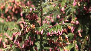 Attēlu rezultāti vaicājumam “Picea orientalis”