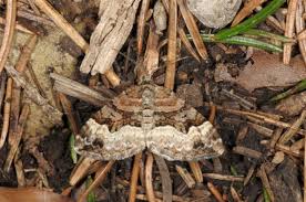 Attēlu rezultāti vaicājumam “Xanthorhoe biriviata”