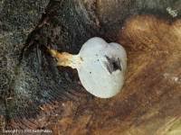 Attēlu rezultāti vaicājumam “Lycogala flavofuscum spores”