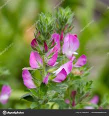 Attēlu rezultāti vaicājumam “Ononis arvensis”