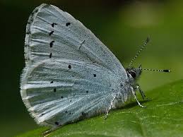 Attēlu rezultāti vaicājumam “Celastrina argiolus underside”