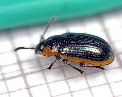 Attēlu rezultāti vaicājumam “Cribraria tenella macro”