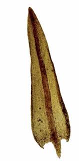 Attēlu rezultāti vaicājumam “Didymodon tophaceus”