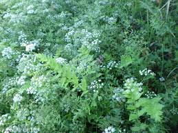 Attēlu rezultāti vaicājumam “Berula erecta leaf”