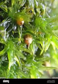 Attēlu rezultāti vaicājumam “Orthotrichum pumilum sporophyte”