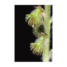 Attēlu rezultāti vaicājumam “Agrimonia eupatoria fruit”