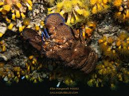 Image result for Scyllarides latus