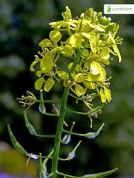 Attēlu rezultāti vaicājumam “Sinapis alba flower”