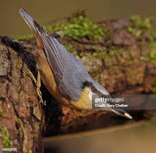 Attēlu rezultāti vaicājumam “Sitta europaea”