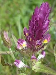 Attēlu rezultāti vaicājumam “Melampyrum cristatum leaf”