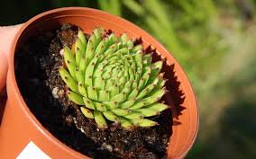 Attēlu rezultāti vaicājumam “Jovibarba globifera fruit”