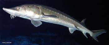 Image result for Salmo zrmanjaensis