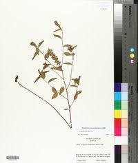 Attēlu rezultāti vaicājumam “Phleum phleoides fruit”