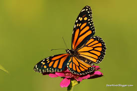 Image result for monarch butterfly
