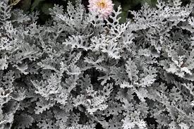 Image result for Cineraria maritima