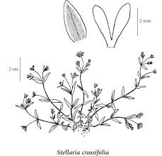 Attēlu rezultāti vaicājumam “Stellaria crassifolia”